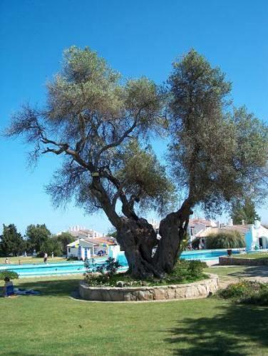 Pedras Del Rei Studio Tavira Ngoại thất bức ảnh